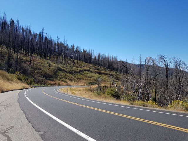 Burnt forests after California fires
