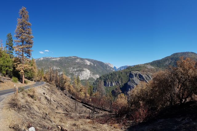 Yosemite National Park with burnt trees
