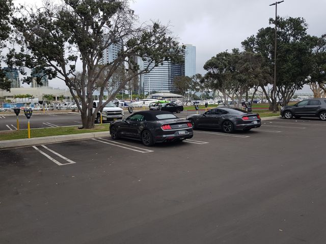 Found a Mustang's brother