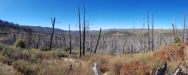 Burnt forests after California fires