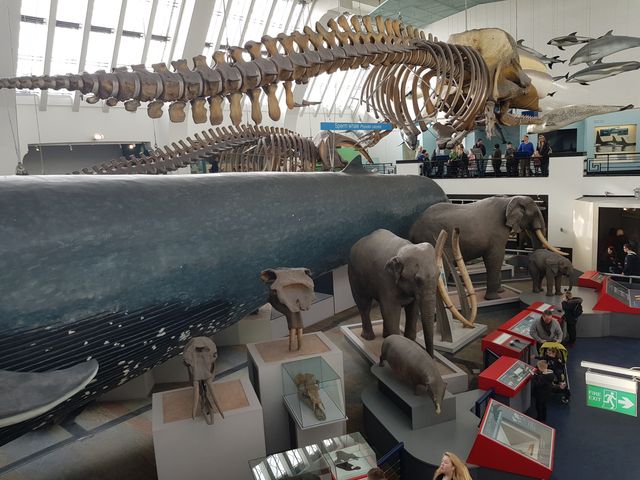 Blue whale - the biggest living creature on earth