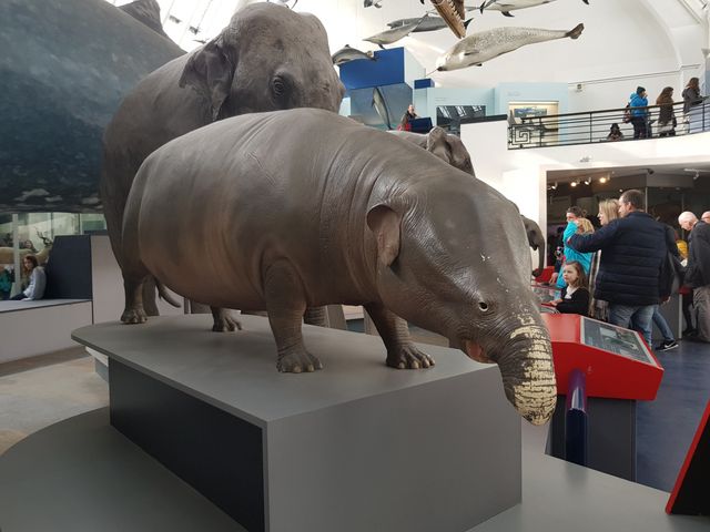 Ancestor of an Elephant