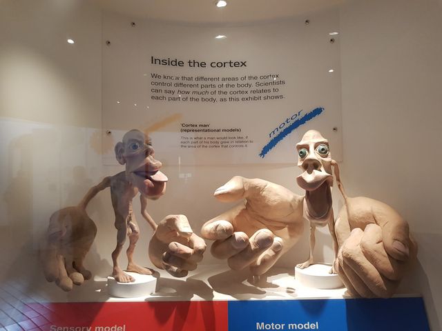 If the body parts proportional to cortex that control them