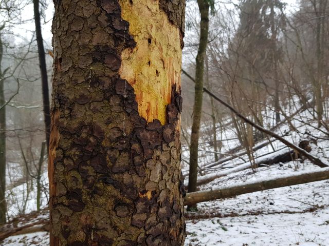 Untouched nature reserve