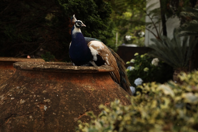 A pied peahen with blue and white plumage perches on the rim of a large terracotta urn in a lush Madeira garden.