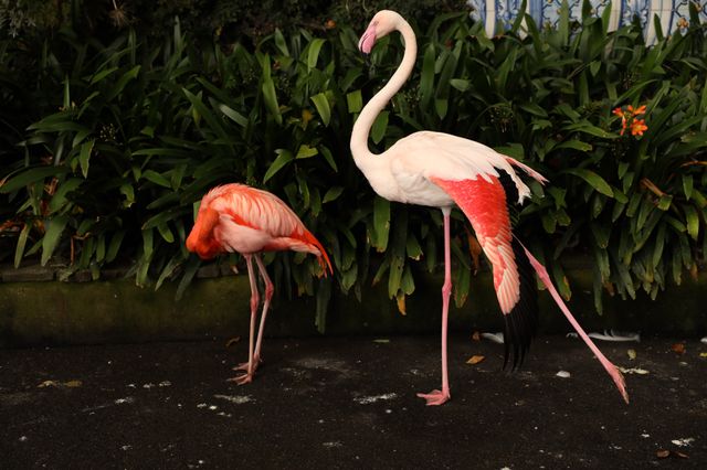 Two flamingos, one pink and one deep orange, standing among lush green foliage in a garden setting.