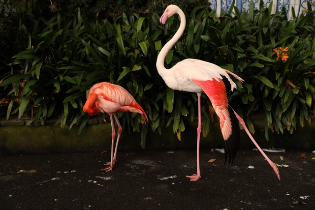 Two pink flamingos stand on a dark path in front of lush green foliage, one preening its feathers and the other standing tall with neck curved.