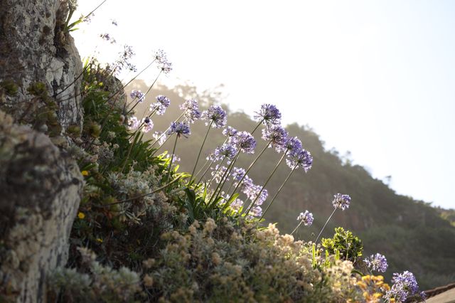 Purple agapanthus flowers growing on a rocky cliff edge overlooking misty forested hills in Madeira.
