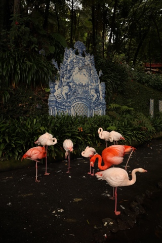 A flock of pink and white flamingos resting in front of an ornate blue and white azulejo tile panel surrounded by lush green foliage in a Madeira garden.
