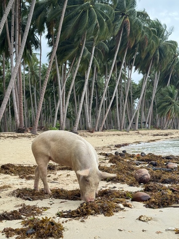 A white pig forages in seaweed on a sandy beach with tall coconut palm trees in the background.